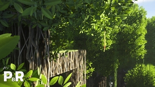 Mangrove Hanging Sapling