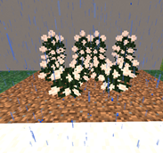 Multiflora Rose Screenshot 2026-02-04 221533.png