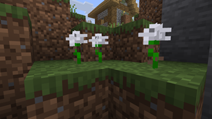 white roses