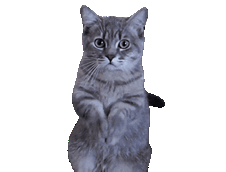 giphy.gif