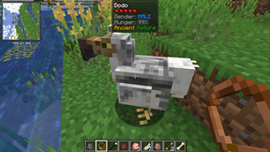 Pied Dodo