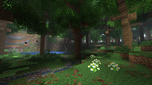 Old Growth Forest