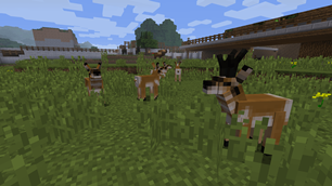 Pronghorn