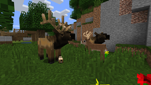 Roosevelt Elk