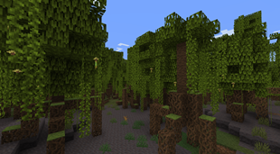Mangrove Swamp