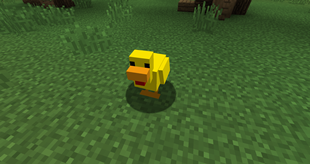Duck.