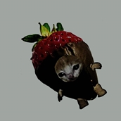 ScaredChocolateStrawberryCat