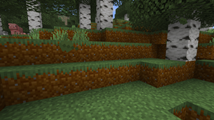 Birch forest soil