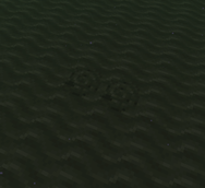 Buried Ammonites