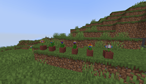Flower Pots!
