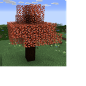 Maple Tree