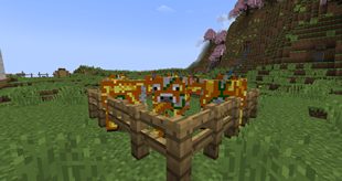 Golden apple cows are back.