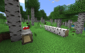 Hollow Logs & Fallen Trees