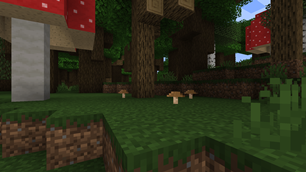 Wild Shrooms in Forest