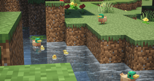 Duck familiy
