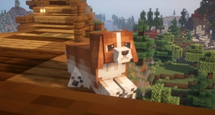 King Charles Spaniel