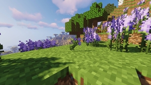 Lavender.jpg