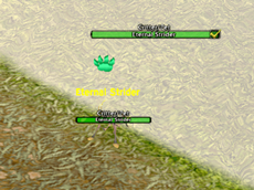 Battle Pets