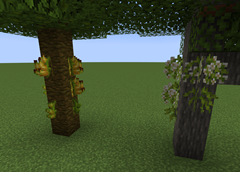 growable banana and acacia blossom