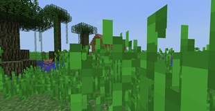 Old Mysterious Shack in marshes ?