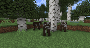 Cow leashed with cow with cow...