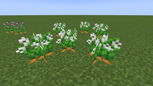 Wild carrot.png