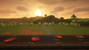 Tomatoes chilling on the mechanical belt