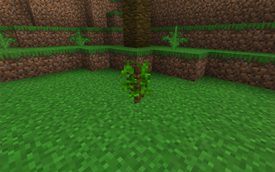 Jungle Sapling