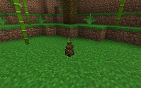 Bamboo Sapling