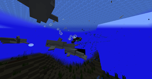 swim with dolphins