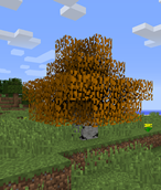 Birch Autumn Tree