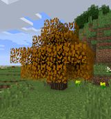 Oak Autumn Tree