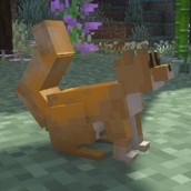 squirrel.jpg