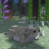 mouse.jpg
