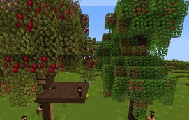 Apple & Cherry Trees