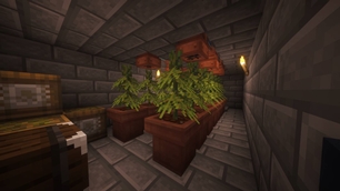 Secret "Plant" Farm