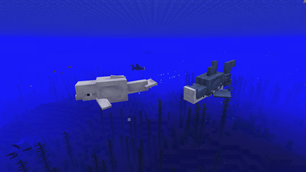 Beluga getting chased by a shark