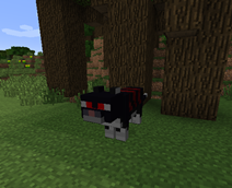 Wither Cat