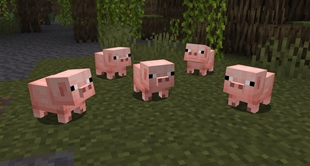 Baby Pigs