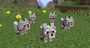 Baby Wolves