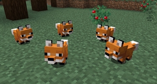 Baby Foxes