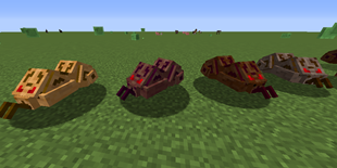 scytodes.png