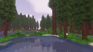 redwood forest