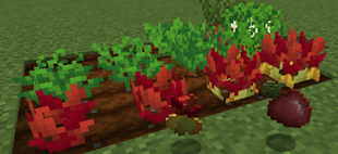 showcase.png