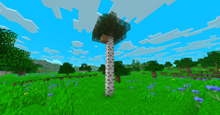 Tall Brich