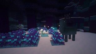 Night Deer