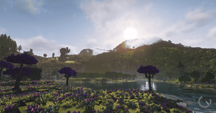 Flower Field