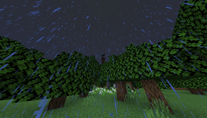Forest 1
