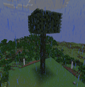 Thousand Years Old Giant Tree