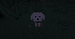 New dogs.